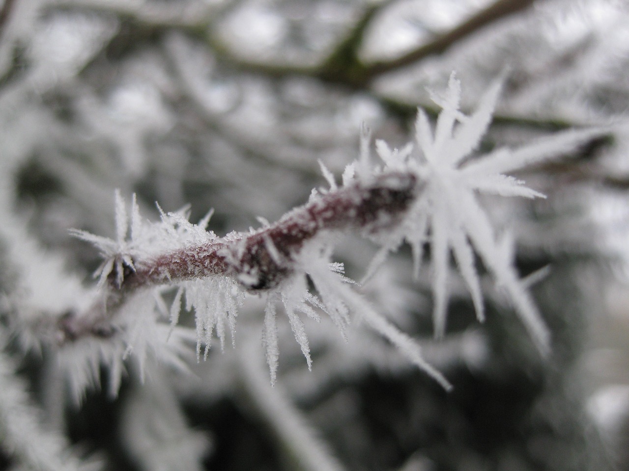 ice crystals frozen cold free photo