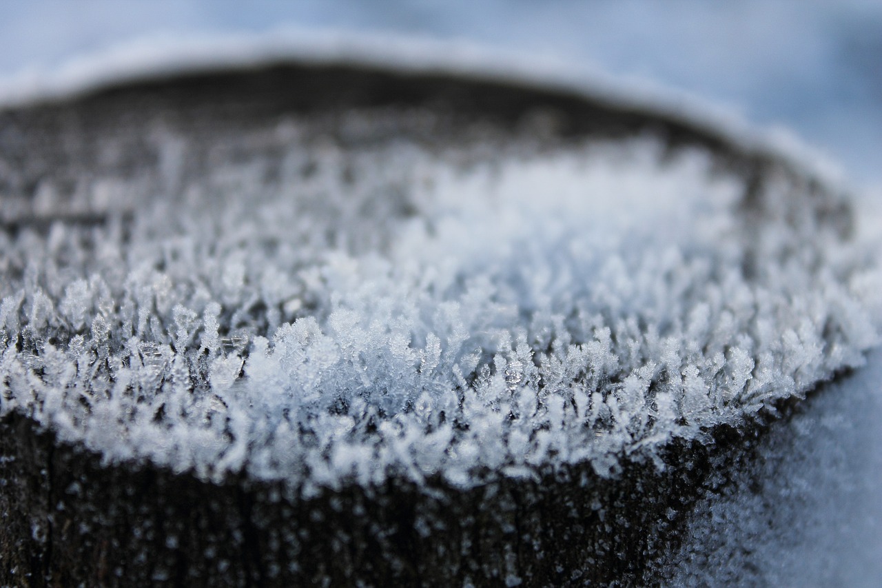 ice crystals trunk tree free photo