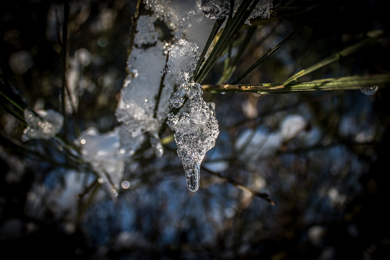 ice drop frozen winter free photo