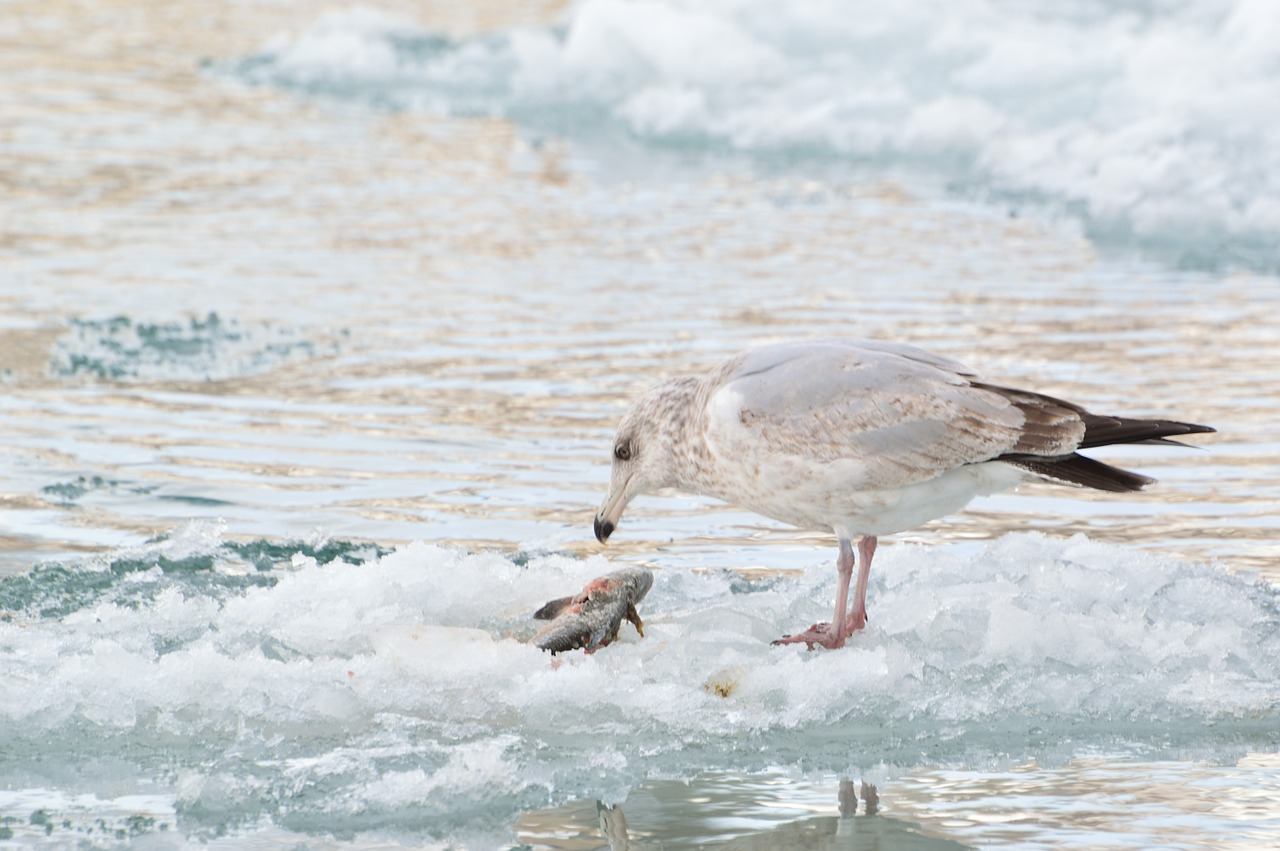 ice fishing gull winter free photo