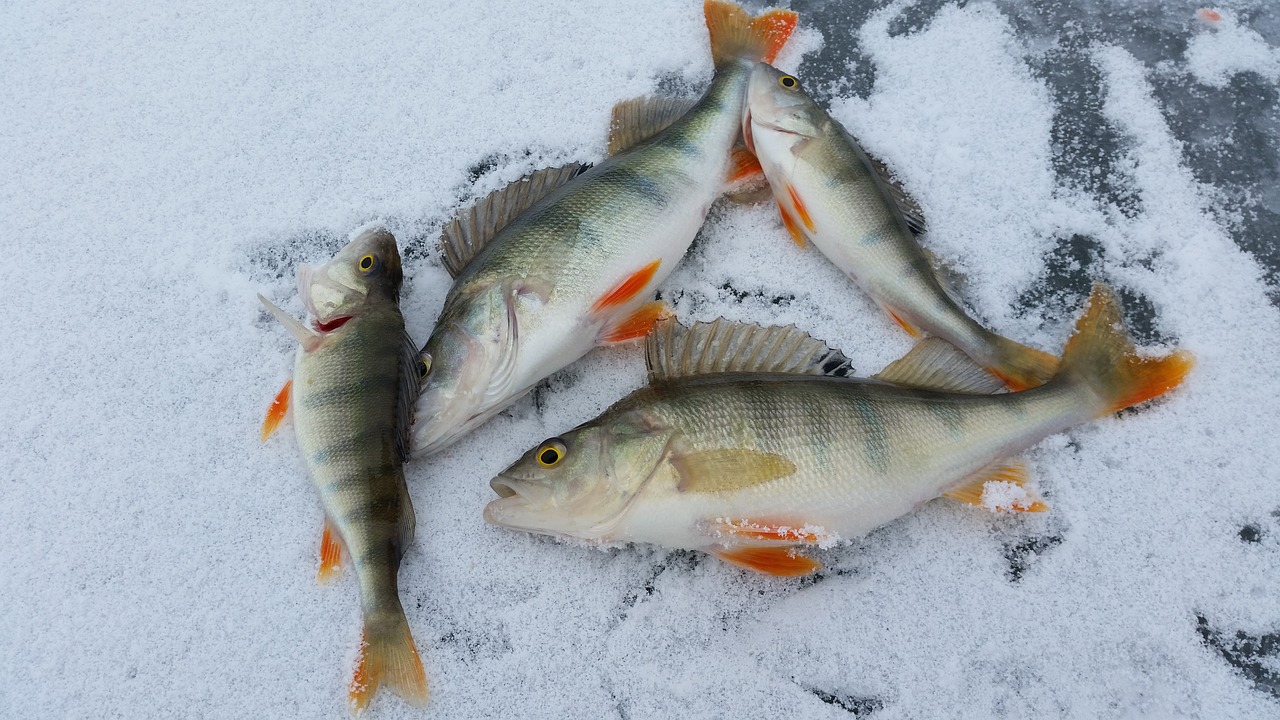 ice fishing perch ice free photo