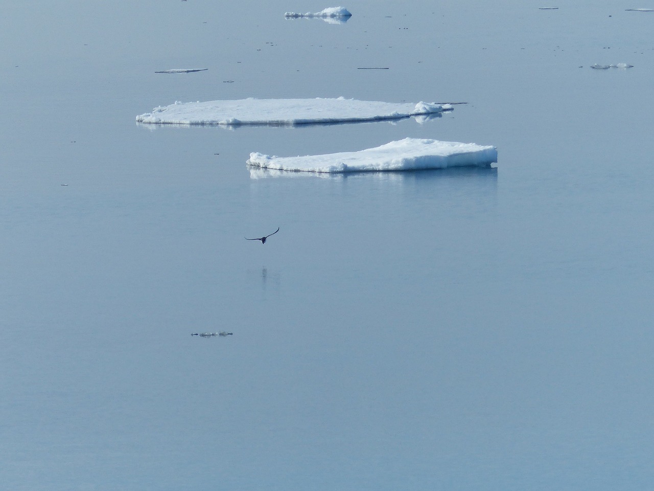 ice floe norwegian sea gull free photo