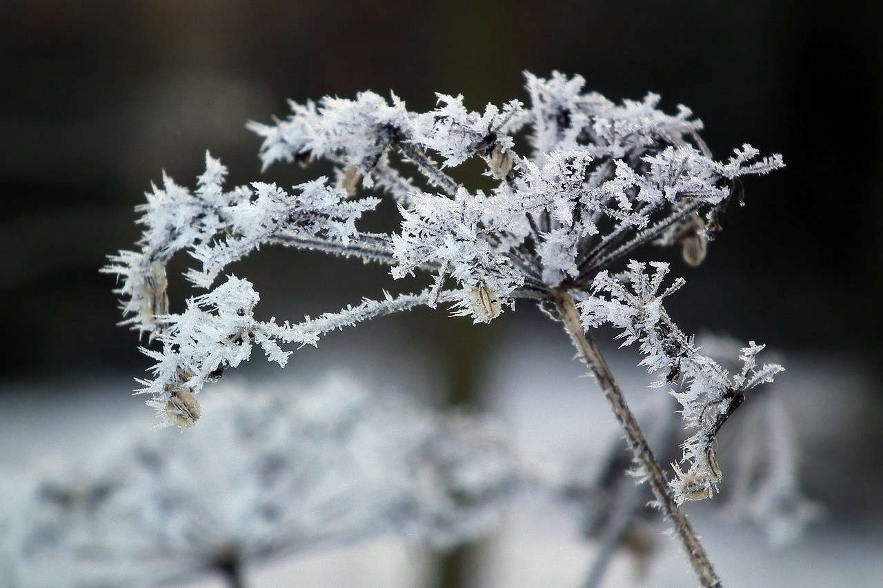 ice flowers frost winter free photo