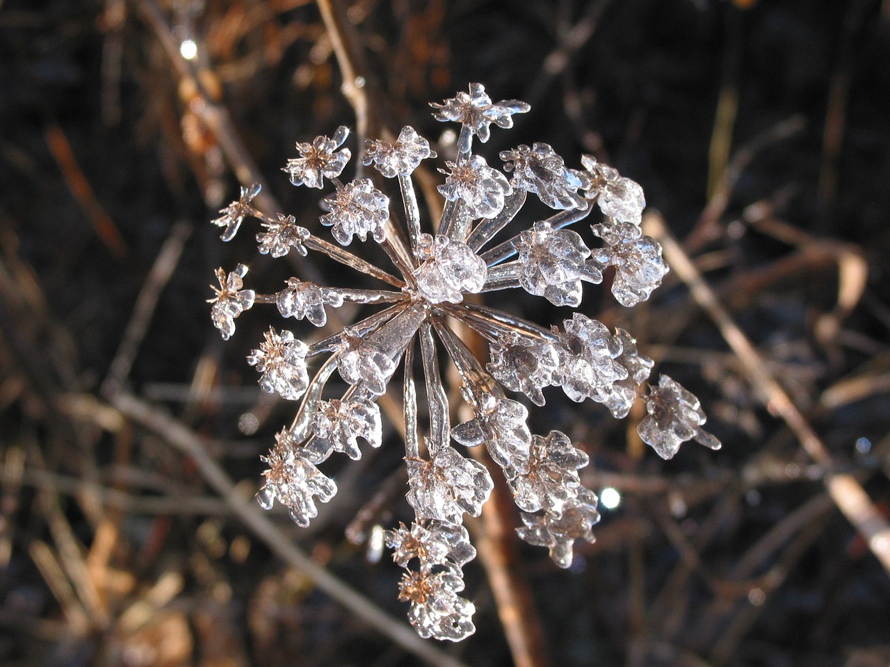 ice flowers flower ice free photo