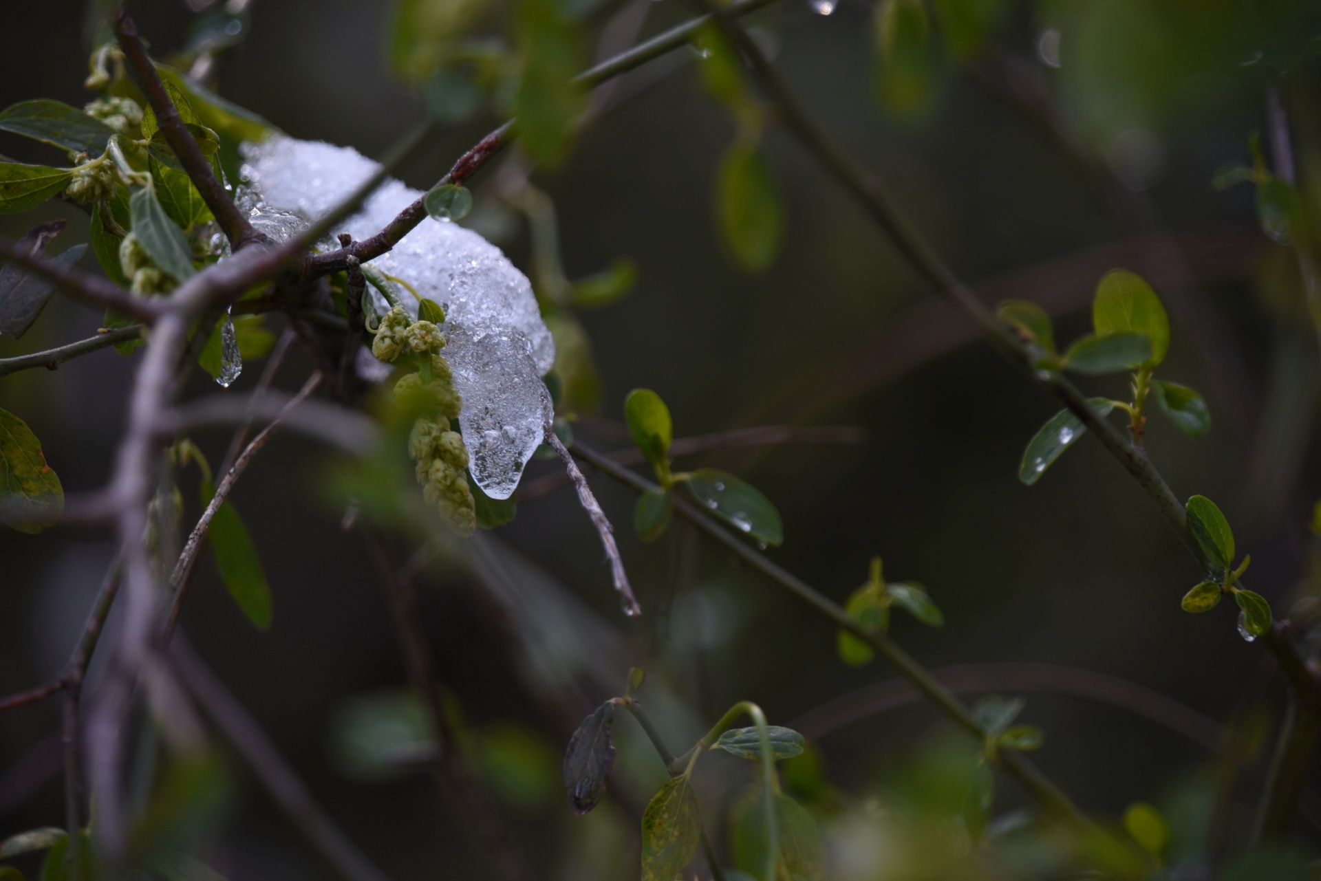 ice crystals branch frozen water free photo