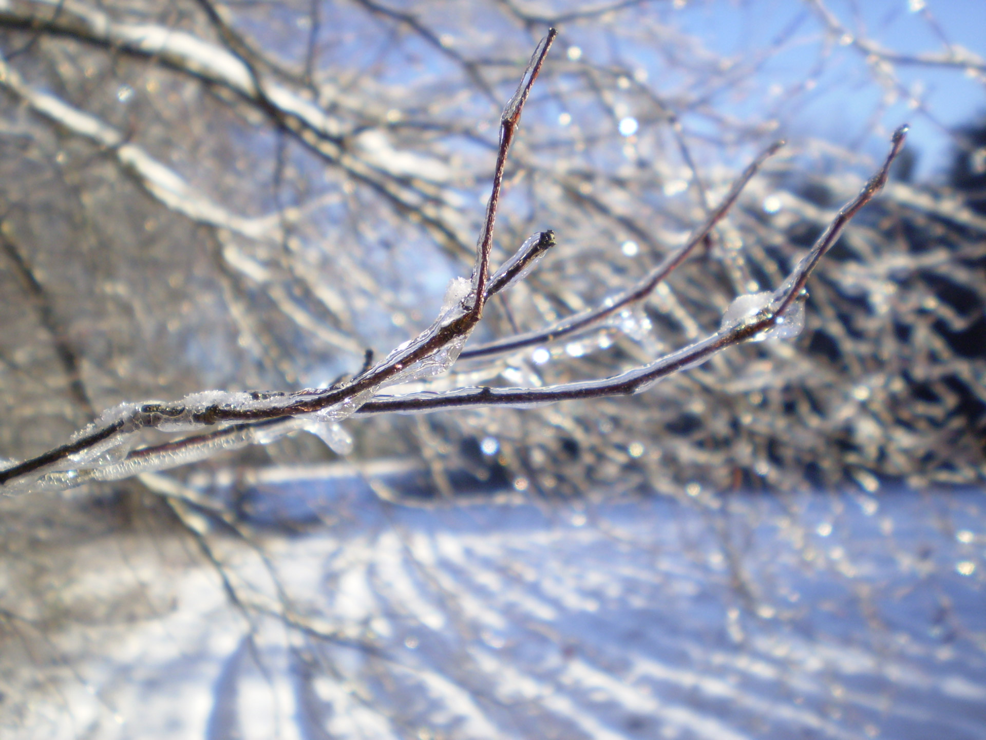 ice snow branch free photo