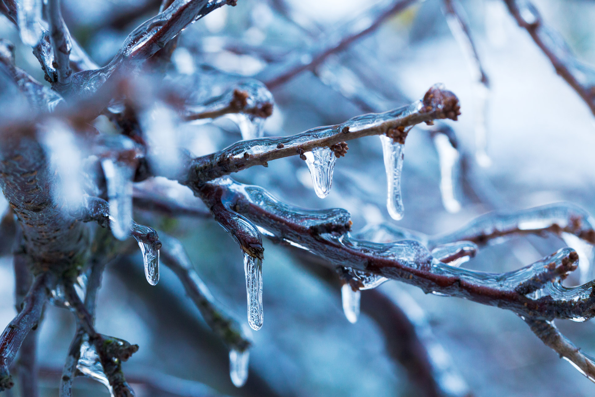 blue branch cold free photo