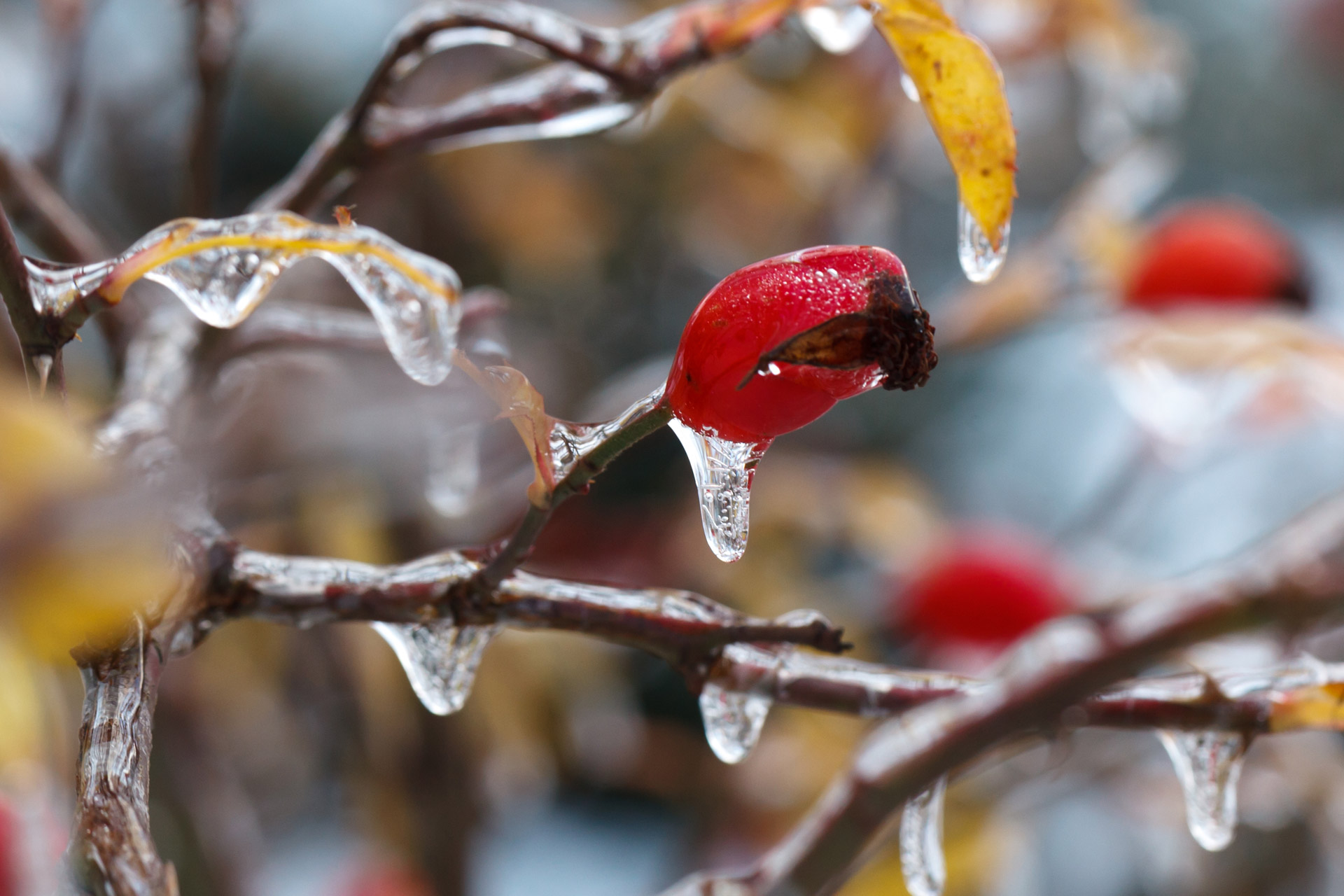 wild rose branch cold free photo