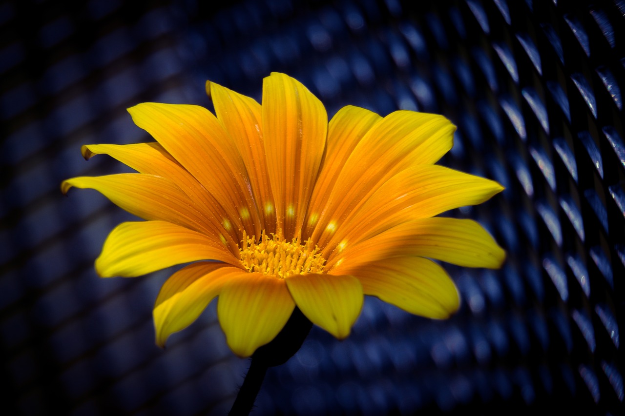 ice plant flower blossom free photo