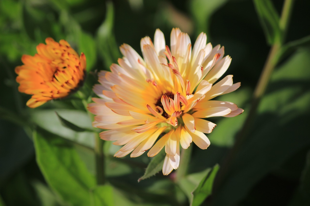 ice plant flower orange free photo