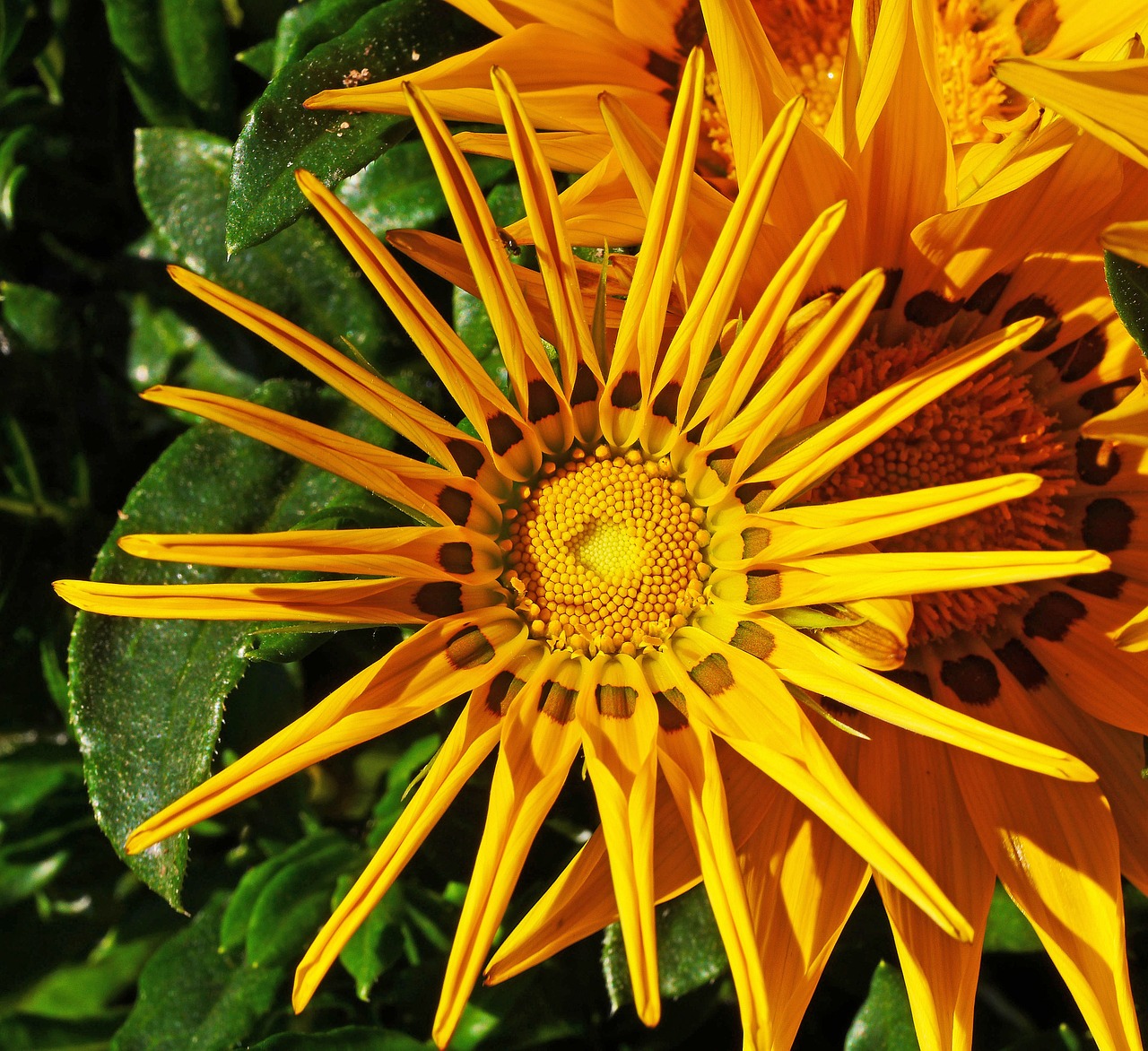 ice plant half open corona free photo