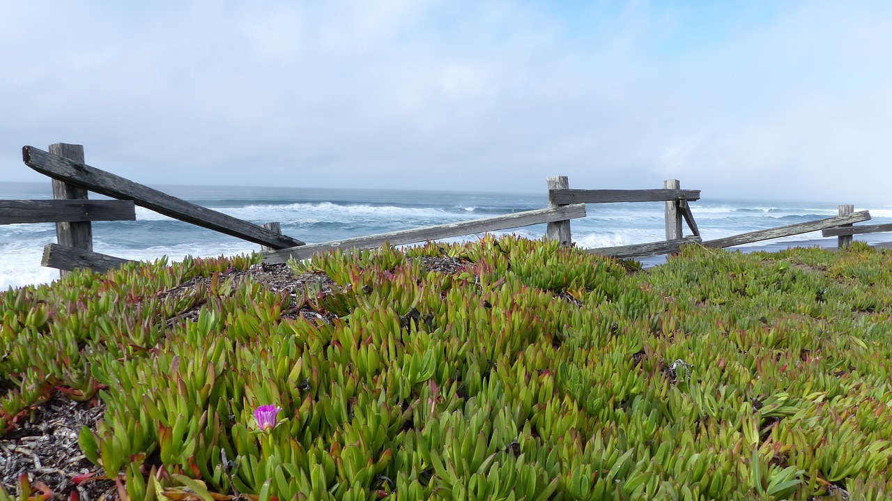 ice plant ocean fence free photo