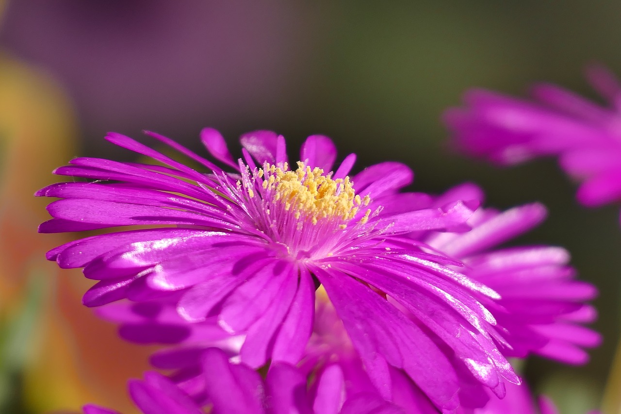 ice plant flower summer free photo