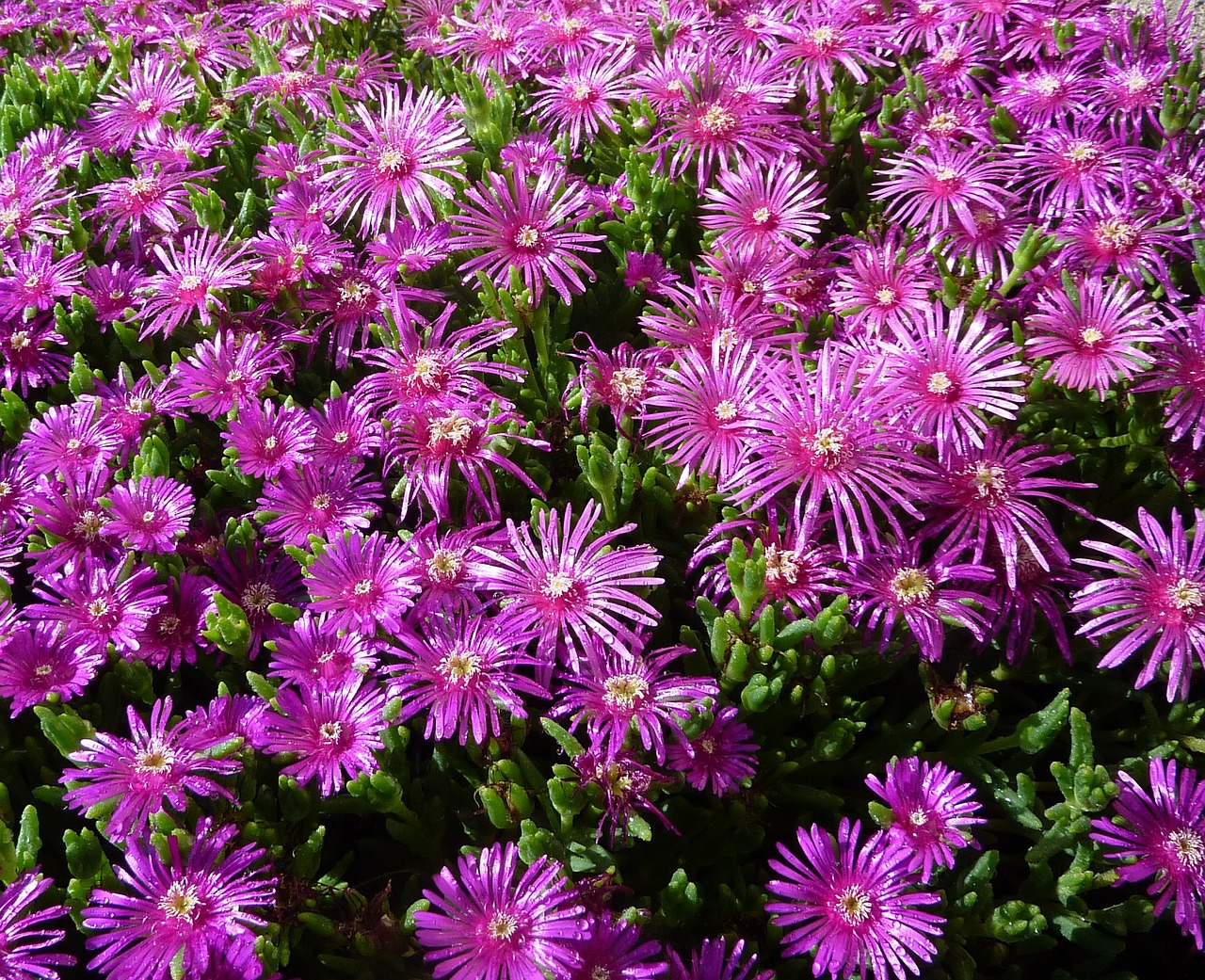 ice plant purple flowers free photo
