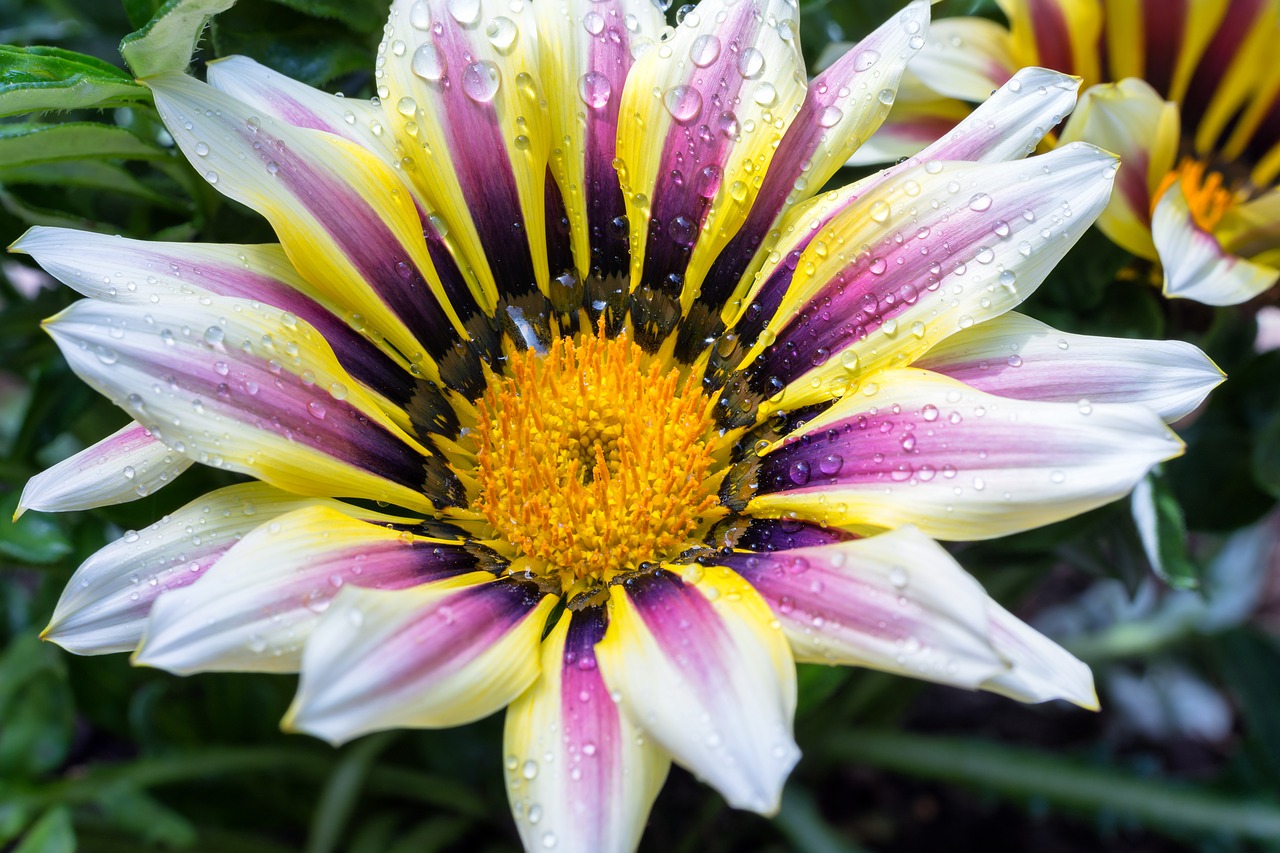 ice plant  gazanie  ornamental plant free photo