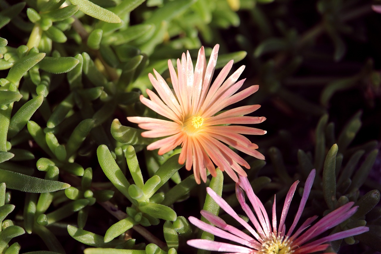 ice plant  salmon  flower free photo