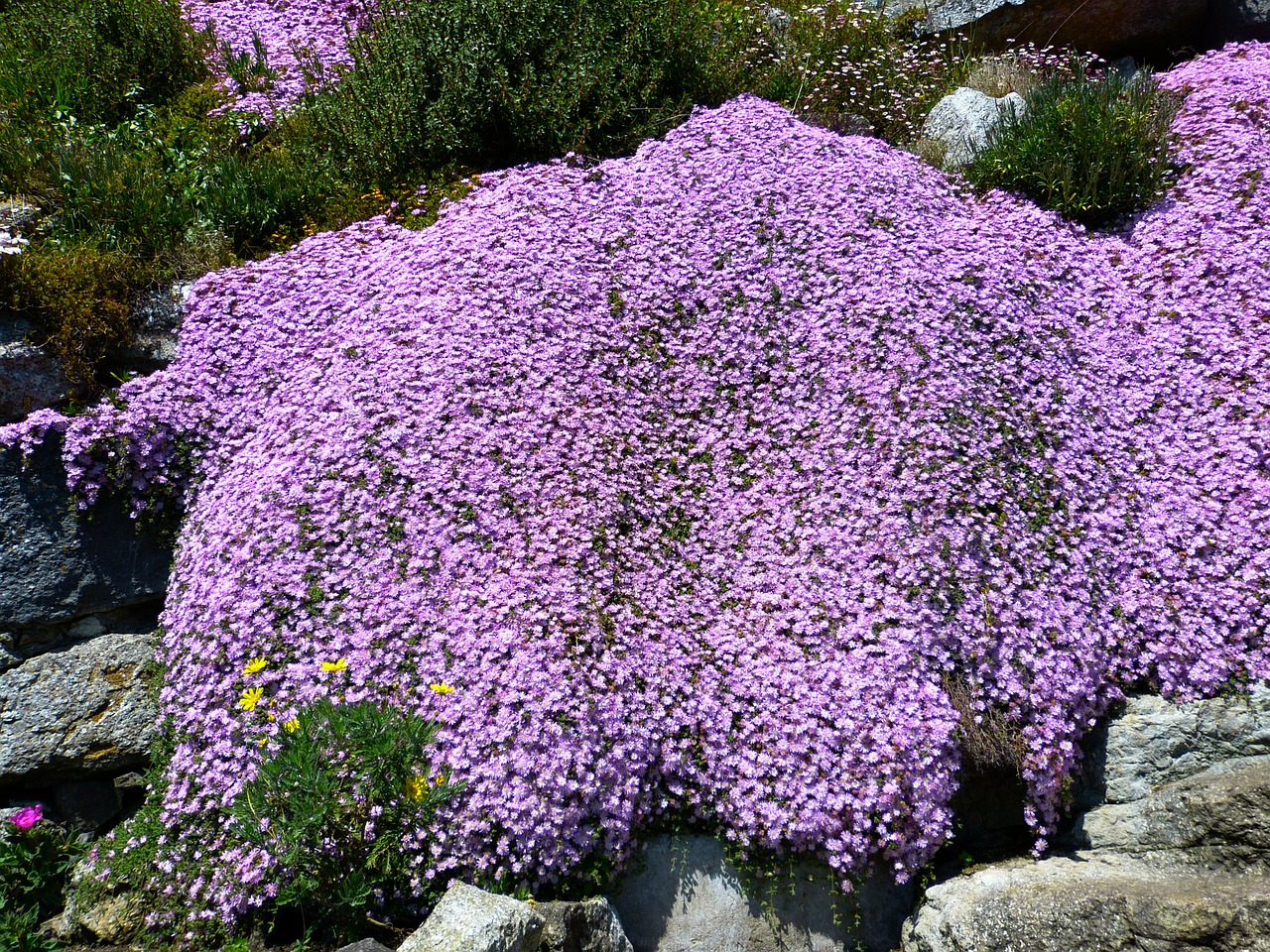 ice plant lampranthus pink free photo