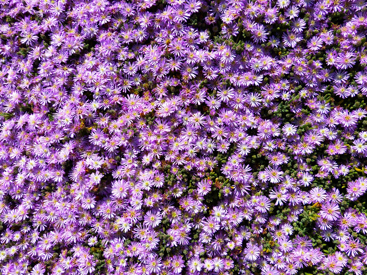 ice plant lampranthus pink free photo