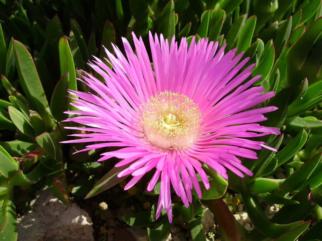 ice plant hottentottenfeige succulent free photo