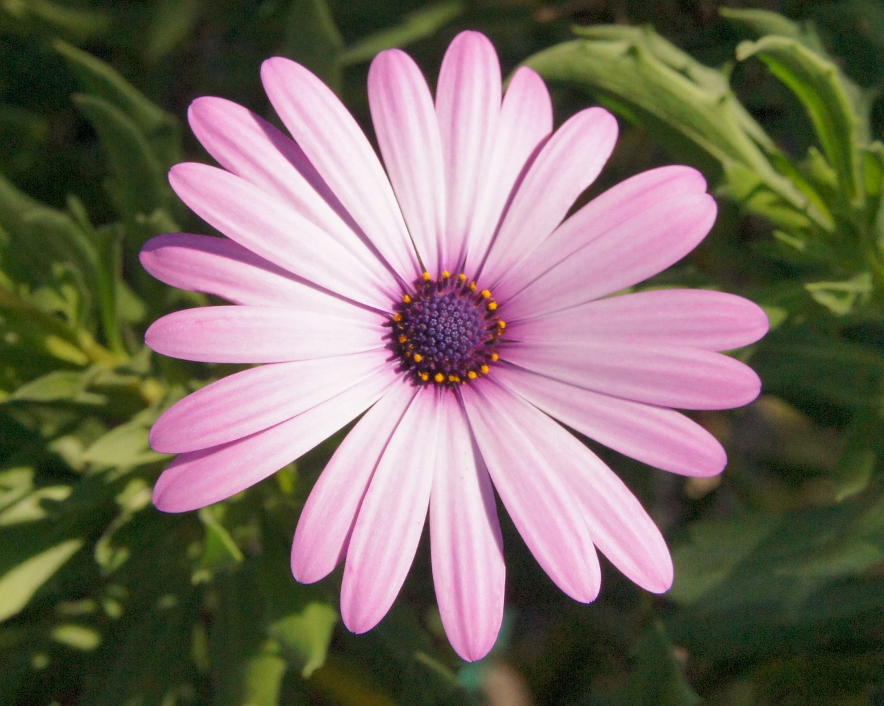 ice plant plant colorful free photo