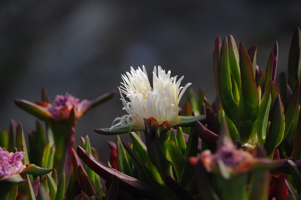 ice plant nature flora free photo