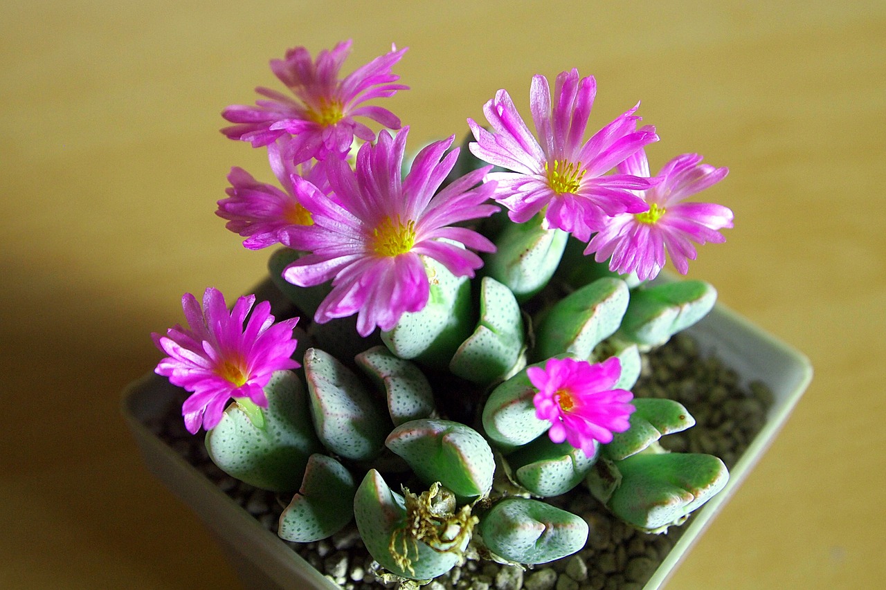 ice plant bloom pink flower free photo