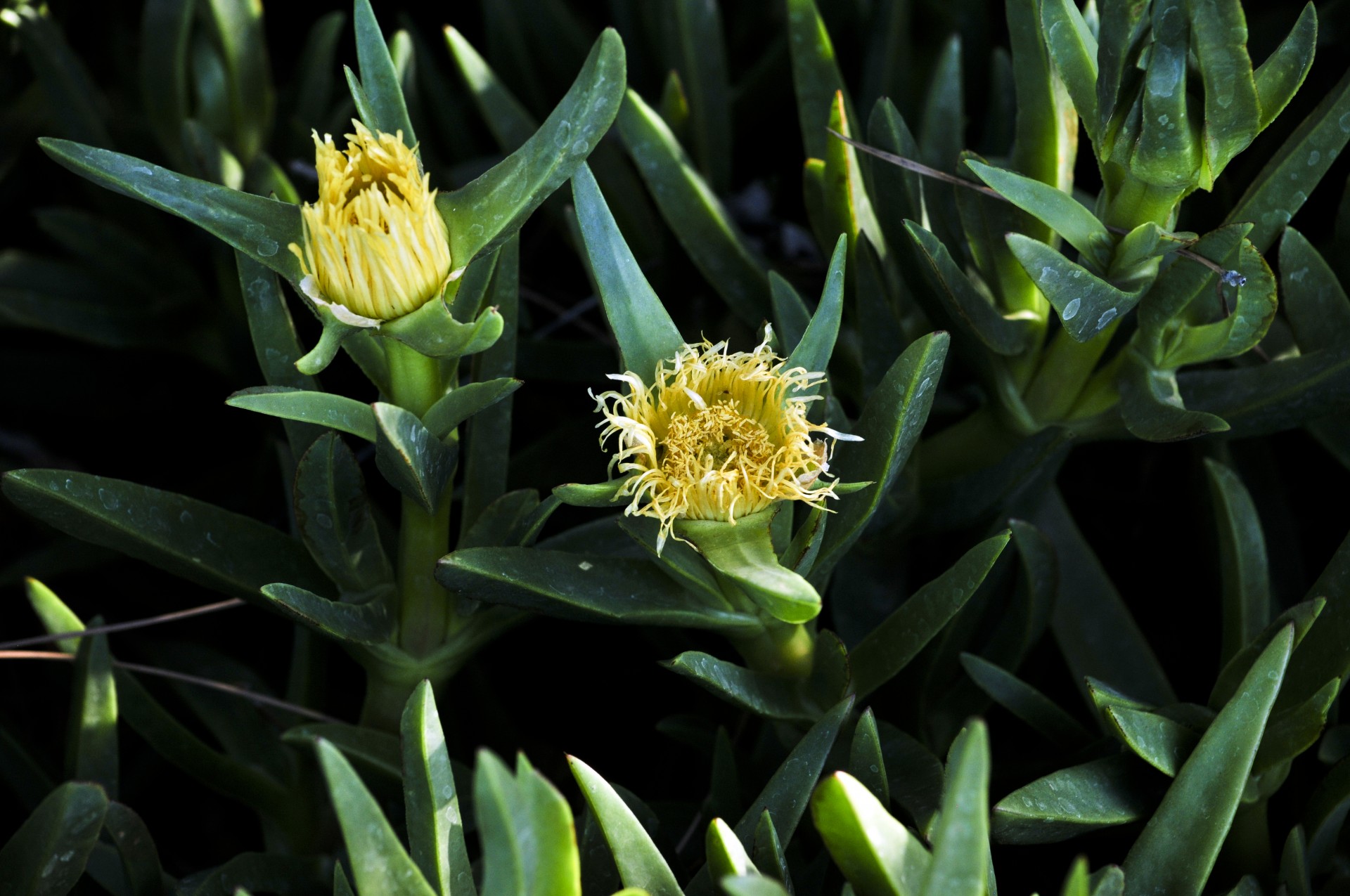 ice plant leaves green free photo