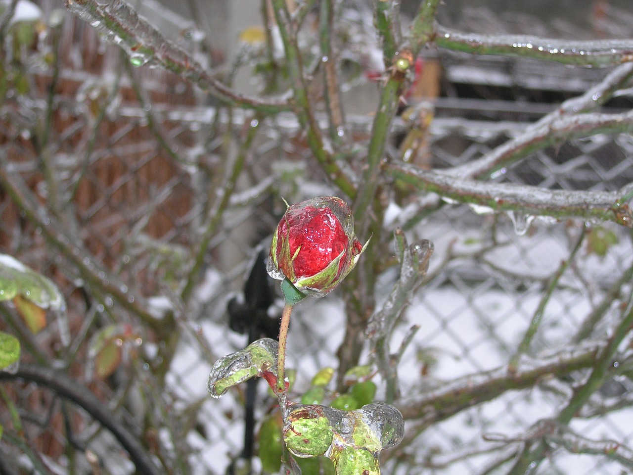 ice rose rose frost free photo