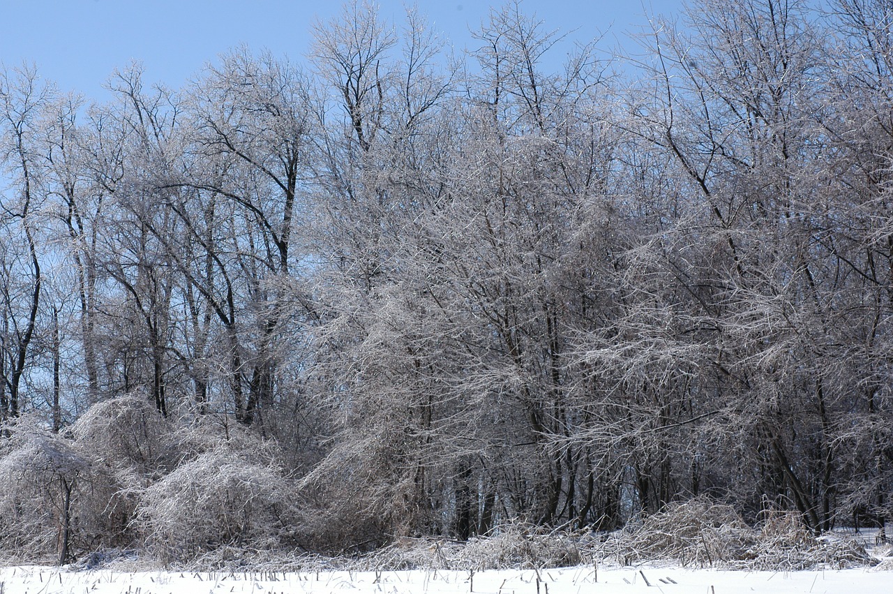 ice storm trees with ice ice branches free photo