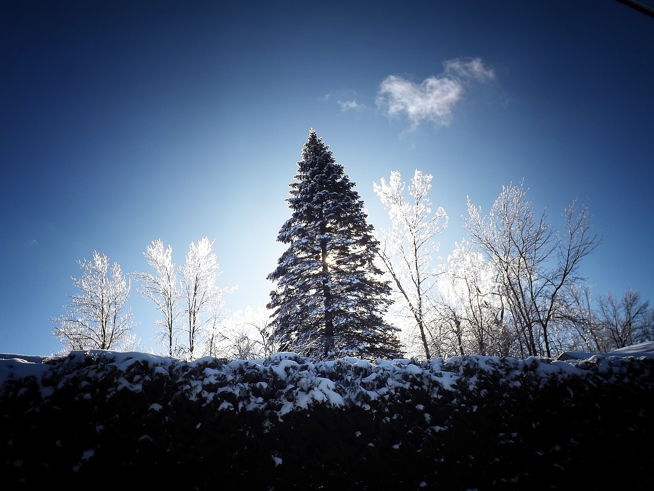 ice storm winter frost free photo