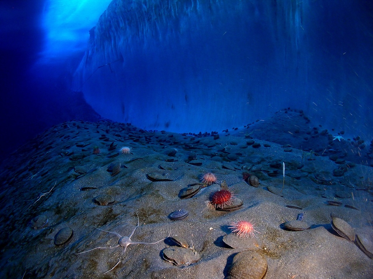 ice wall sea floor antarctica free photo