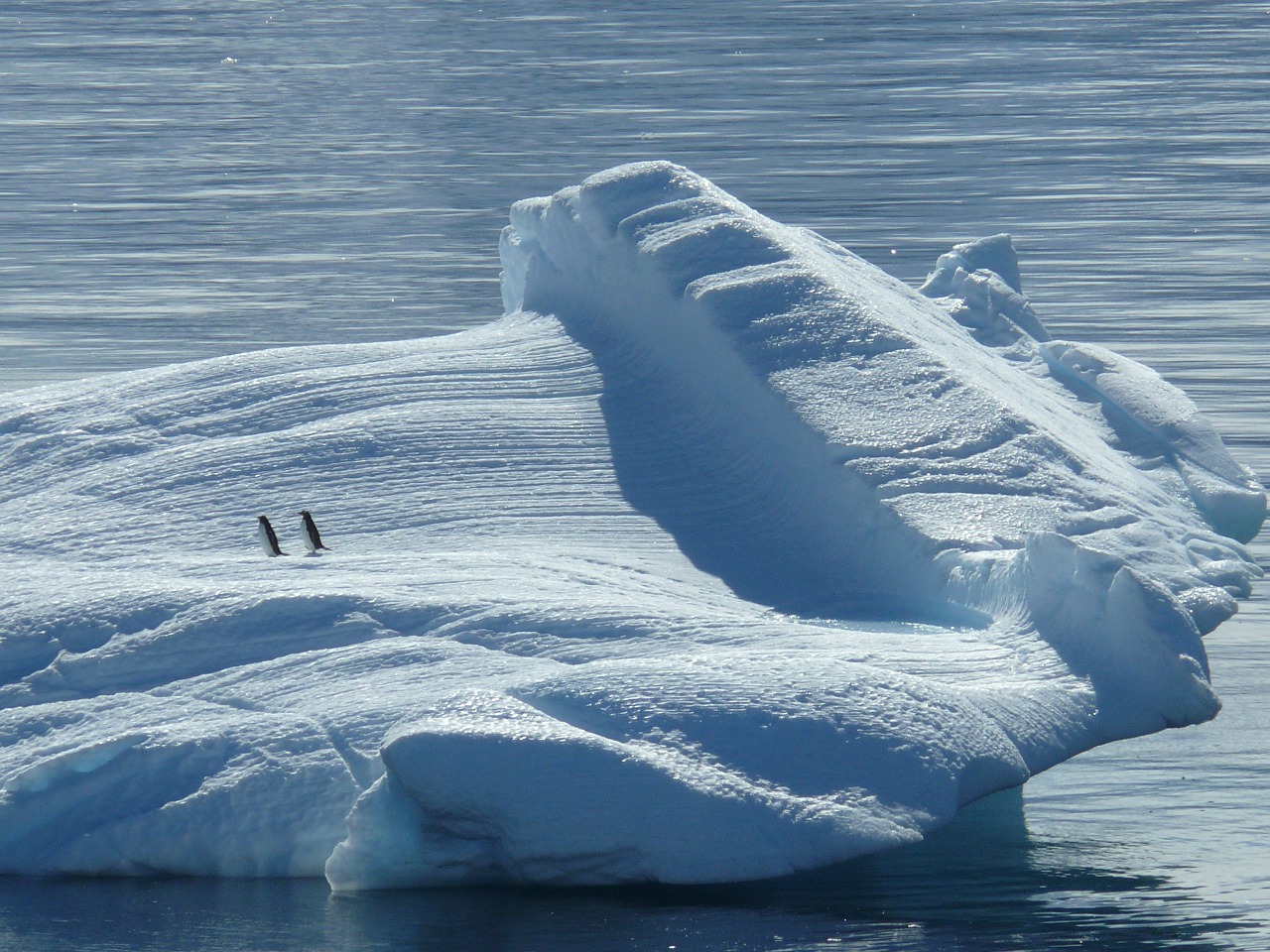 iceberg ice floe antarctica free photo