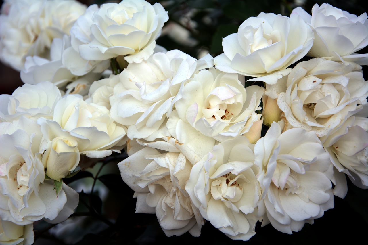 iceberg roses fragrant spring free photo