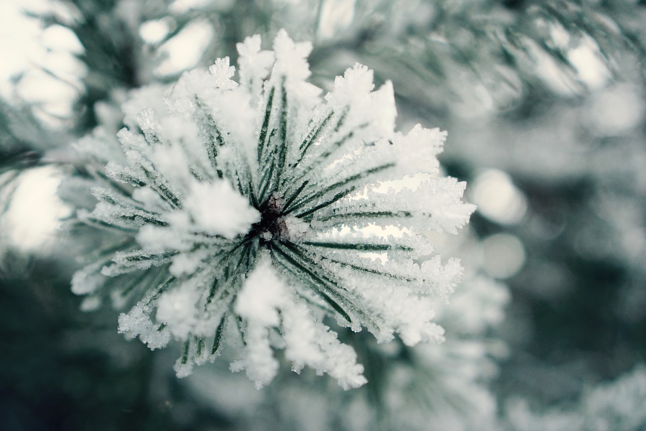 iced needles snow free photo