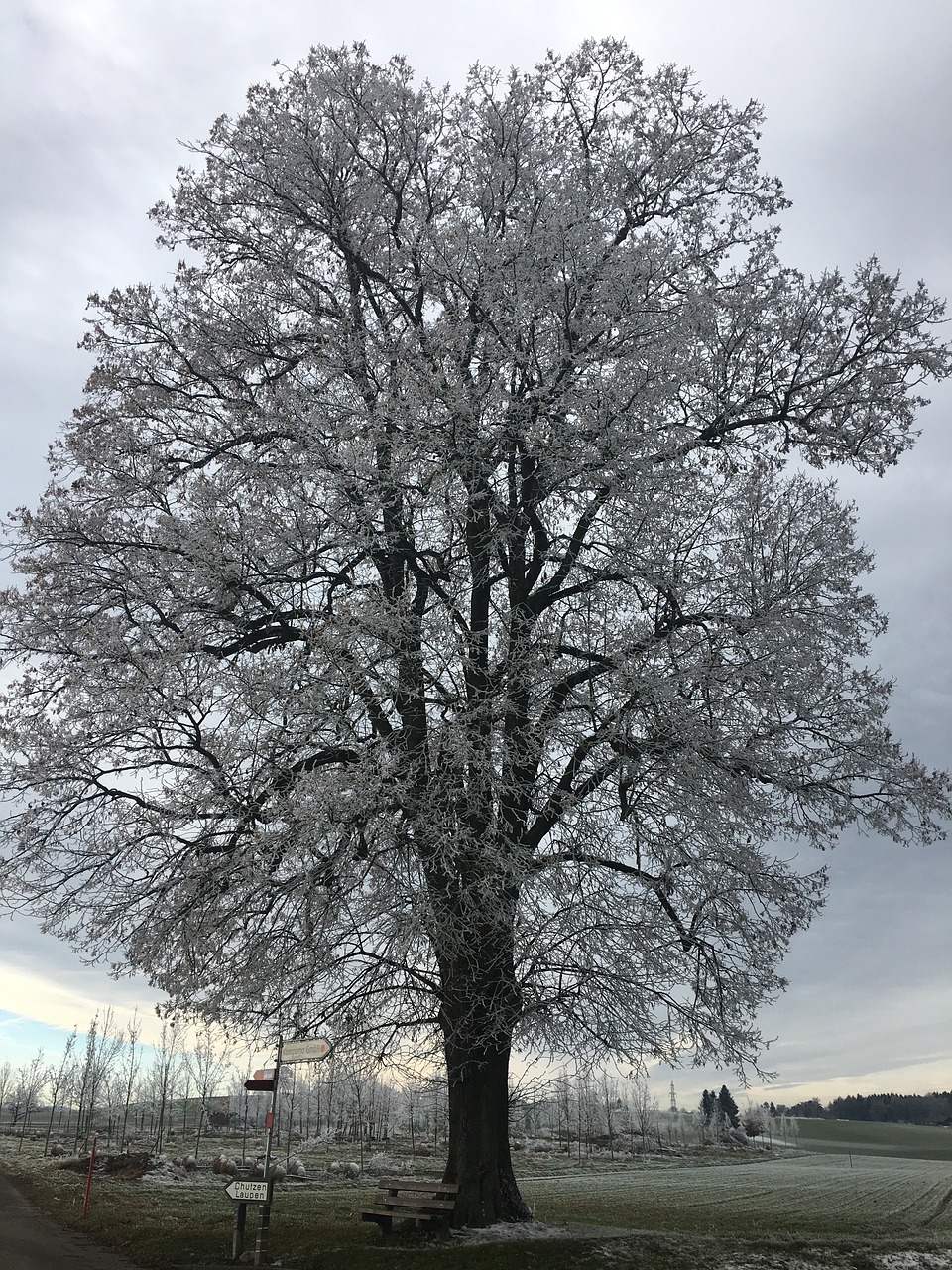 iced tree winter free photo