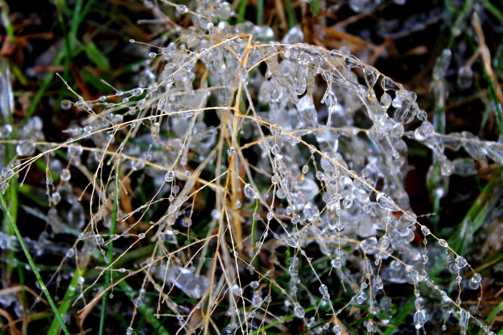 winter ice grass free photo