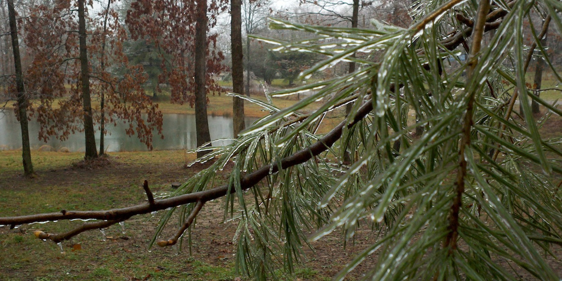 pine tree ice free photo