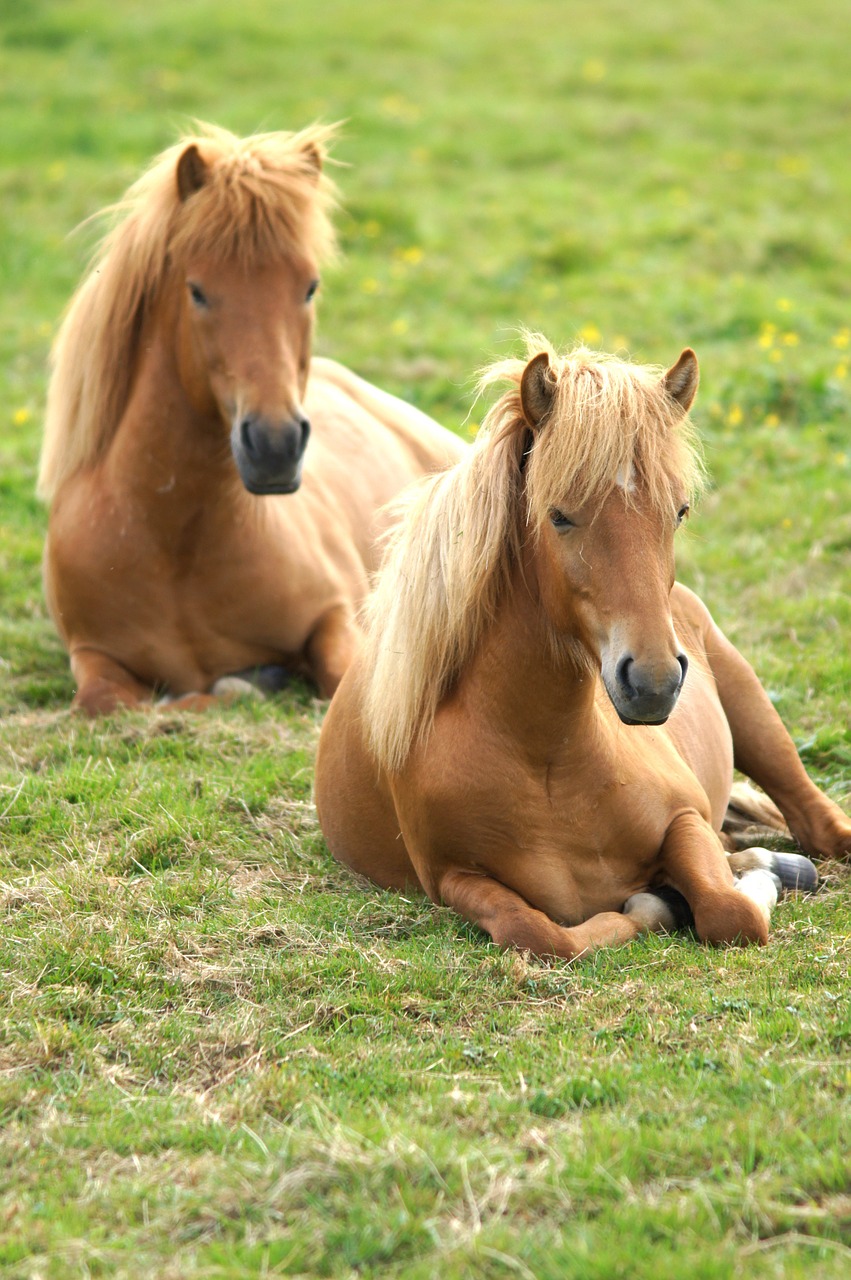 iceland ponies horses free photo