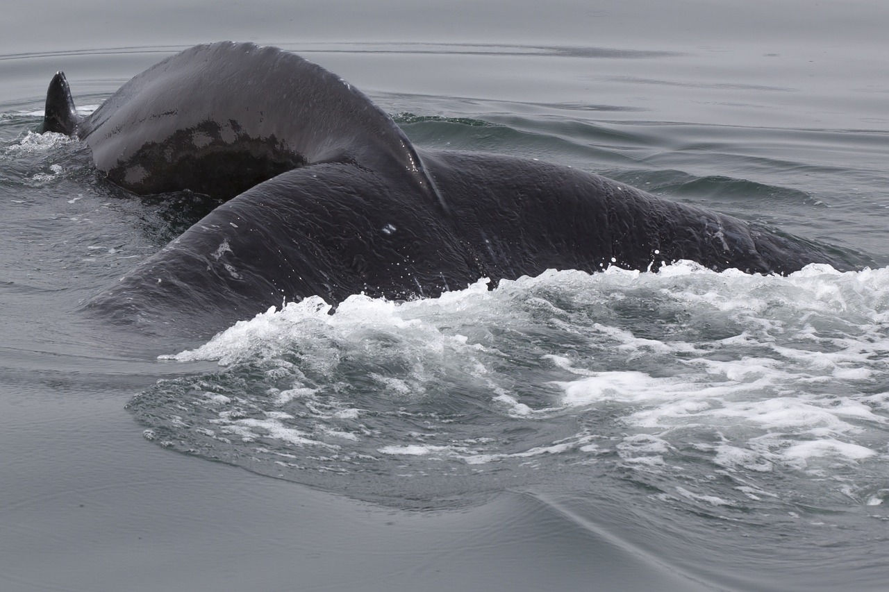 iceland humpback whale free photo