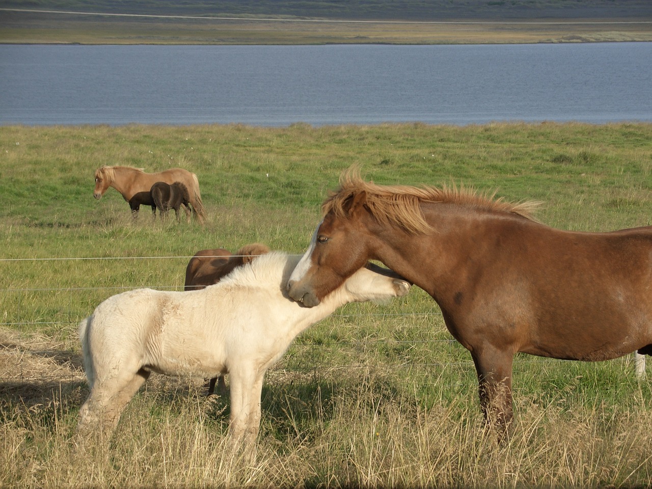 iceland horses nature free photo