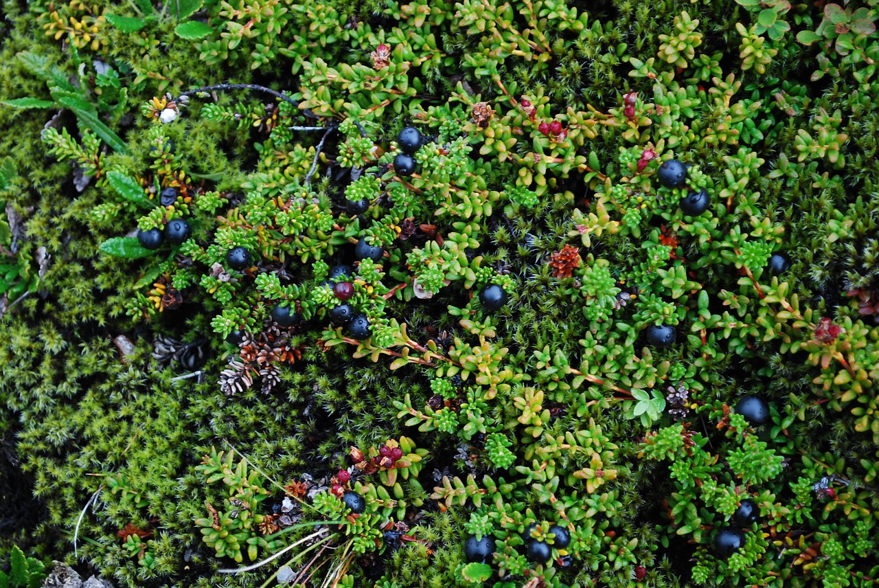 iceland vegetation mámorka free photo