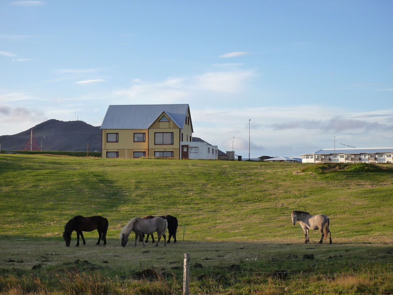 iceland nature horses free photo