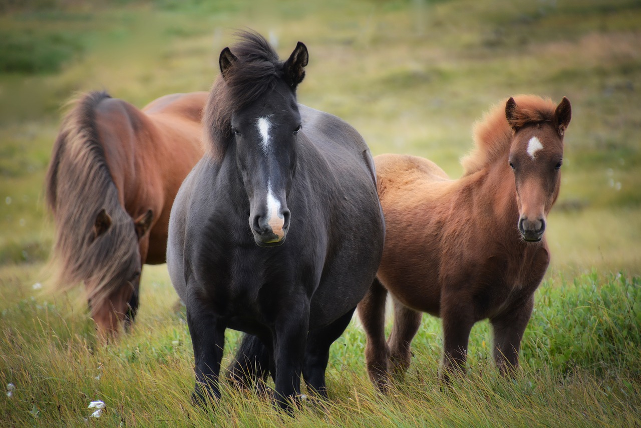 iceland iceland horse horse free photo