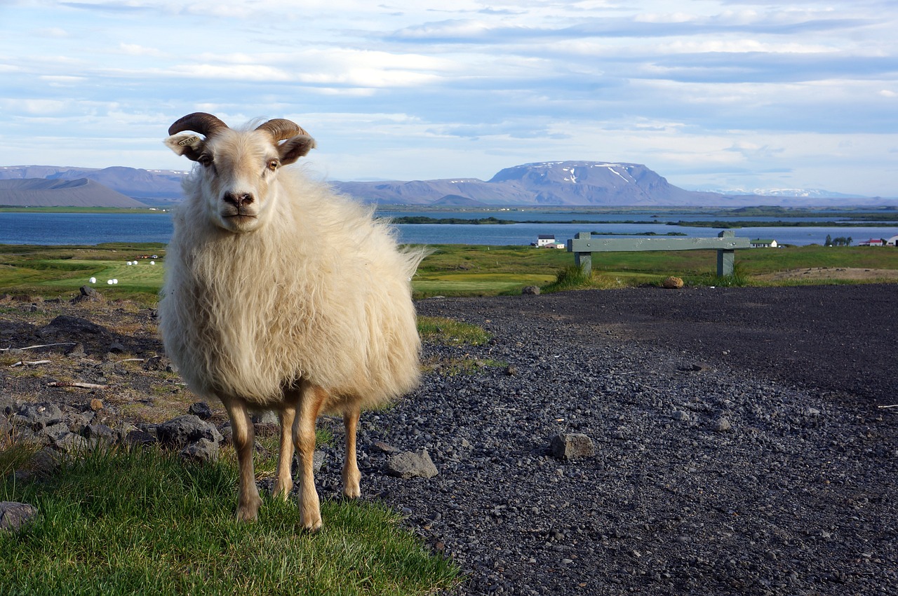 iceland ship nature free photo