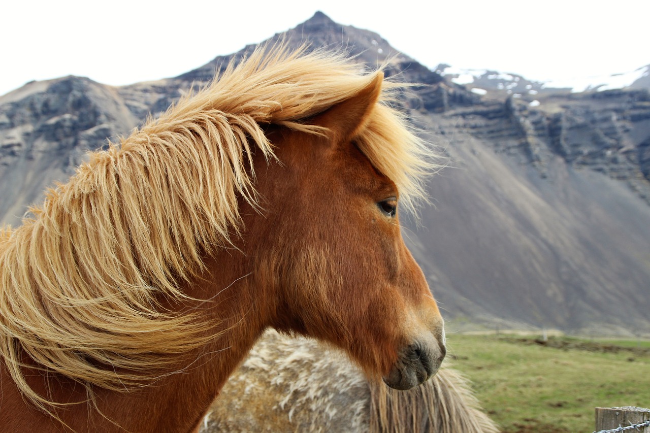 iceland horse nature free photo