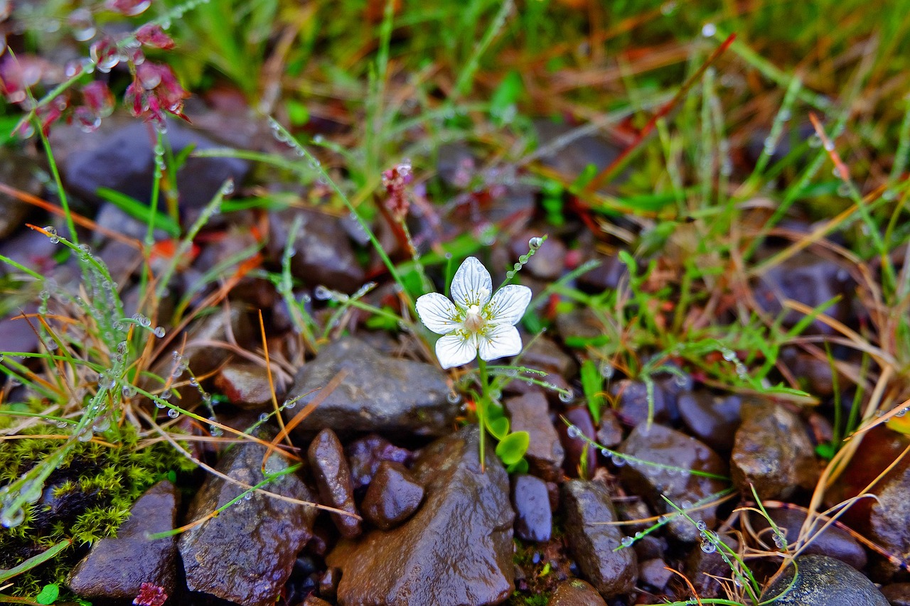 iceland flower white free photo