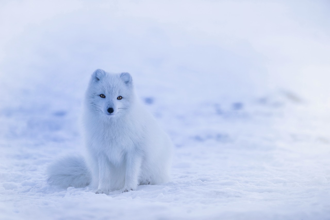 iceland arctic fox animal free photo
