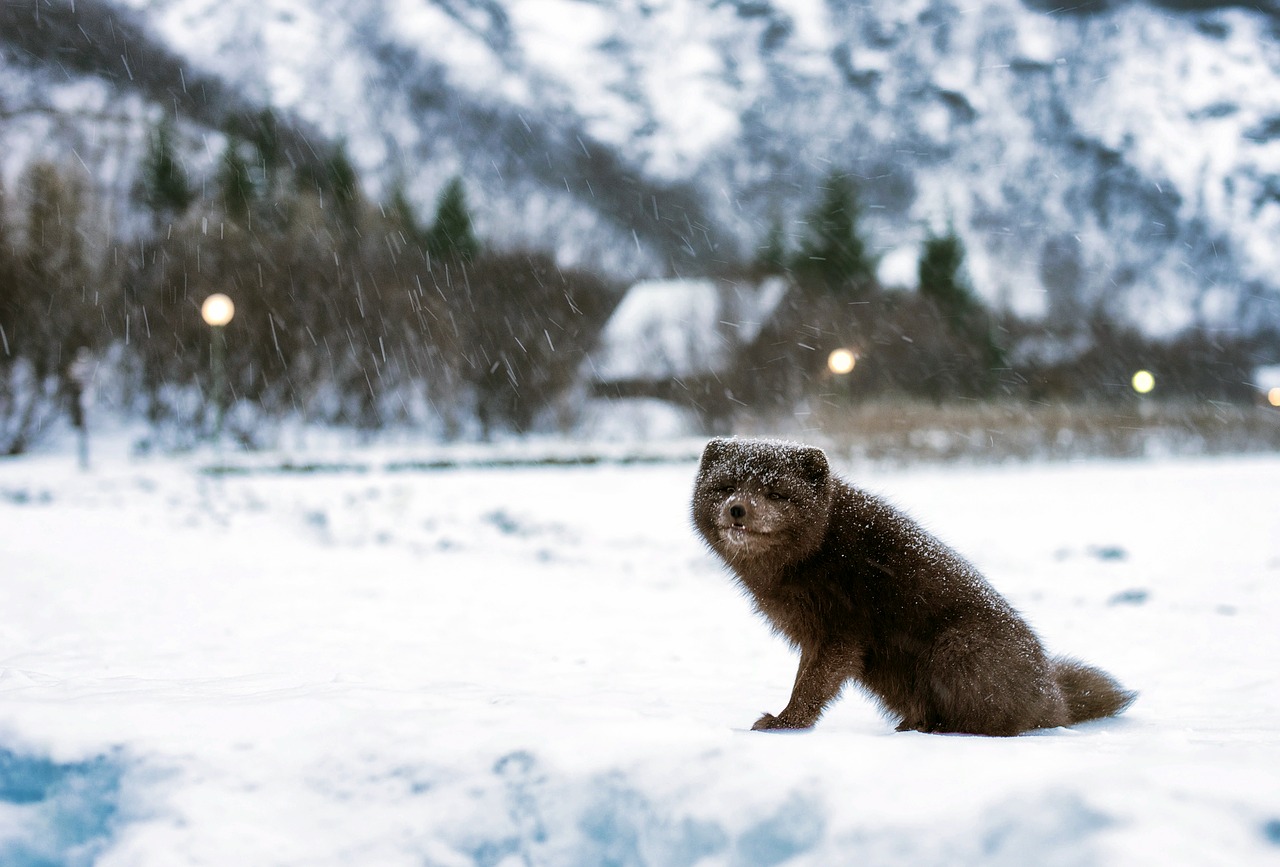 iceland arctic fox landscape free photo