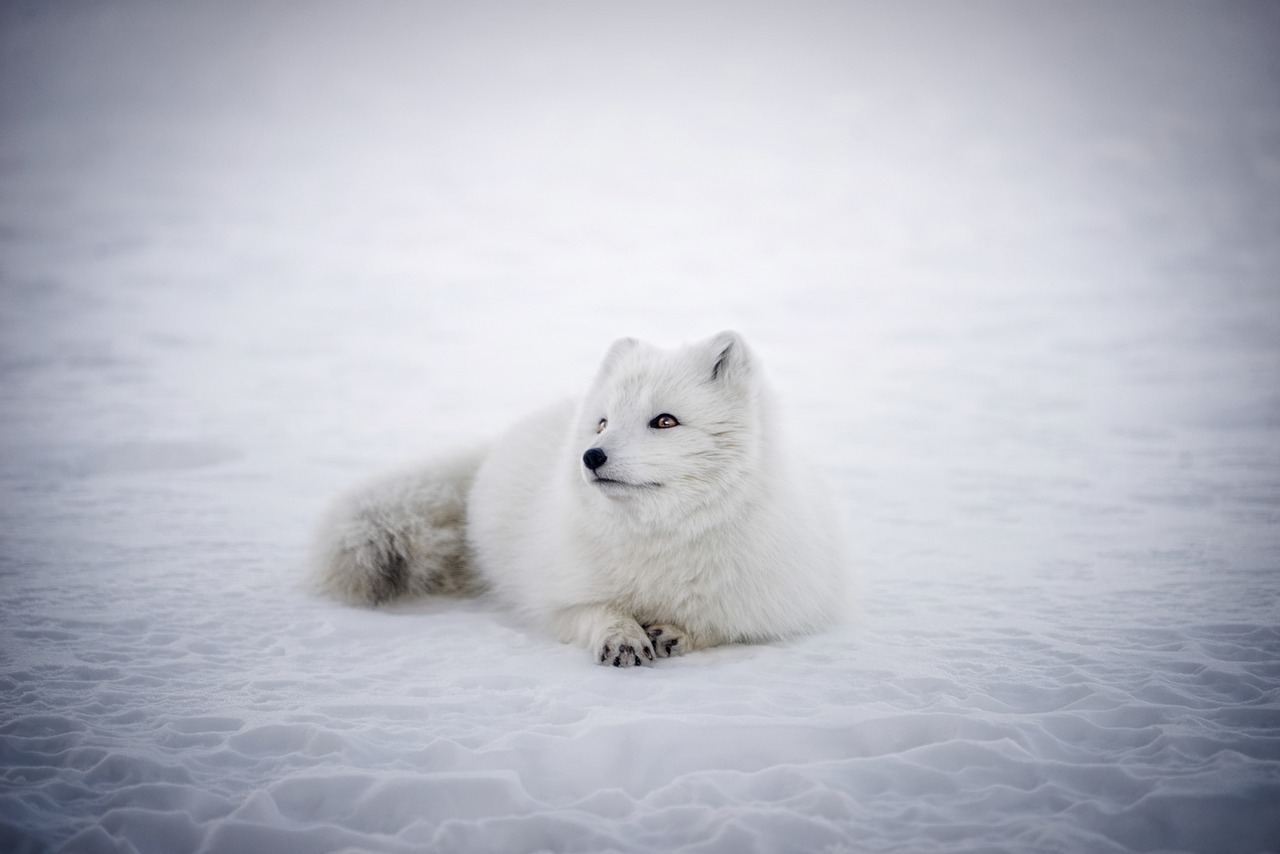 iceland arctic fox animal free photo