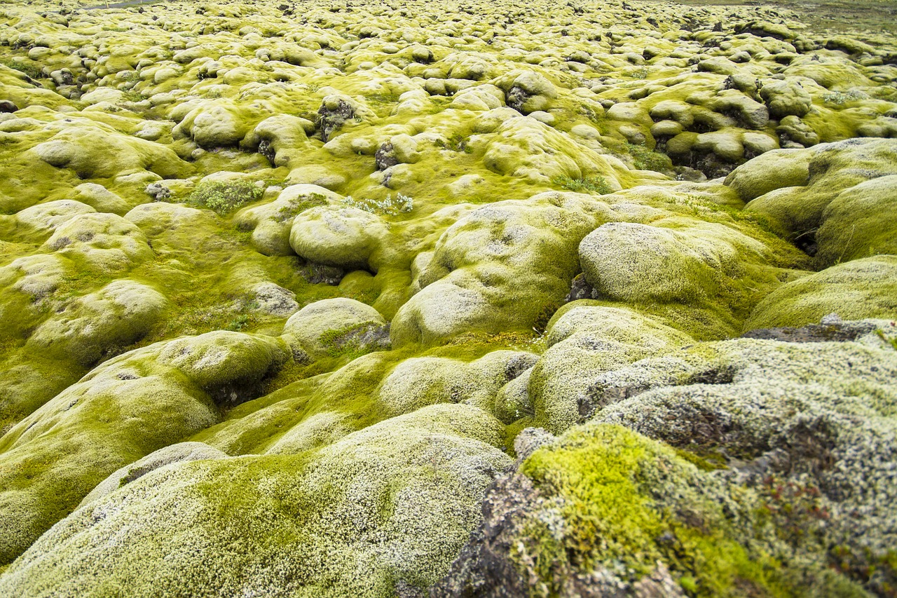 iceland moss landscape lava stones free photo